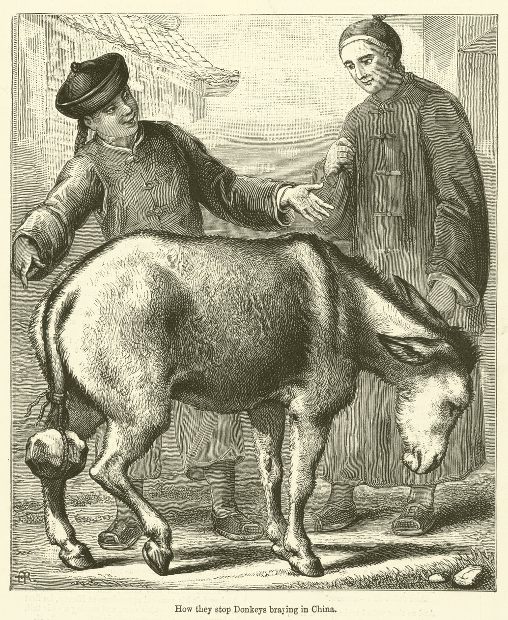 Comment on empêche les ânes de braire en Chine (gravure) - English School