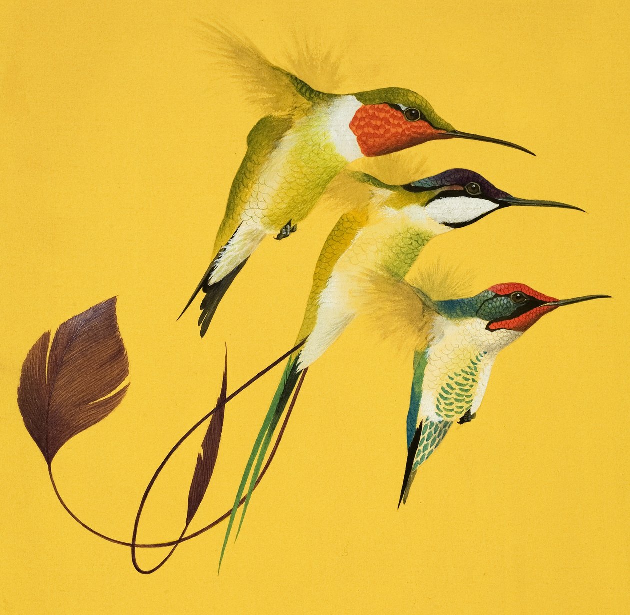 Oiseaux chanteurs (gouache sur papier) - English School