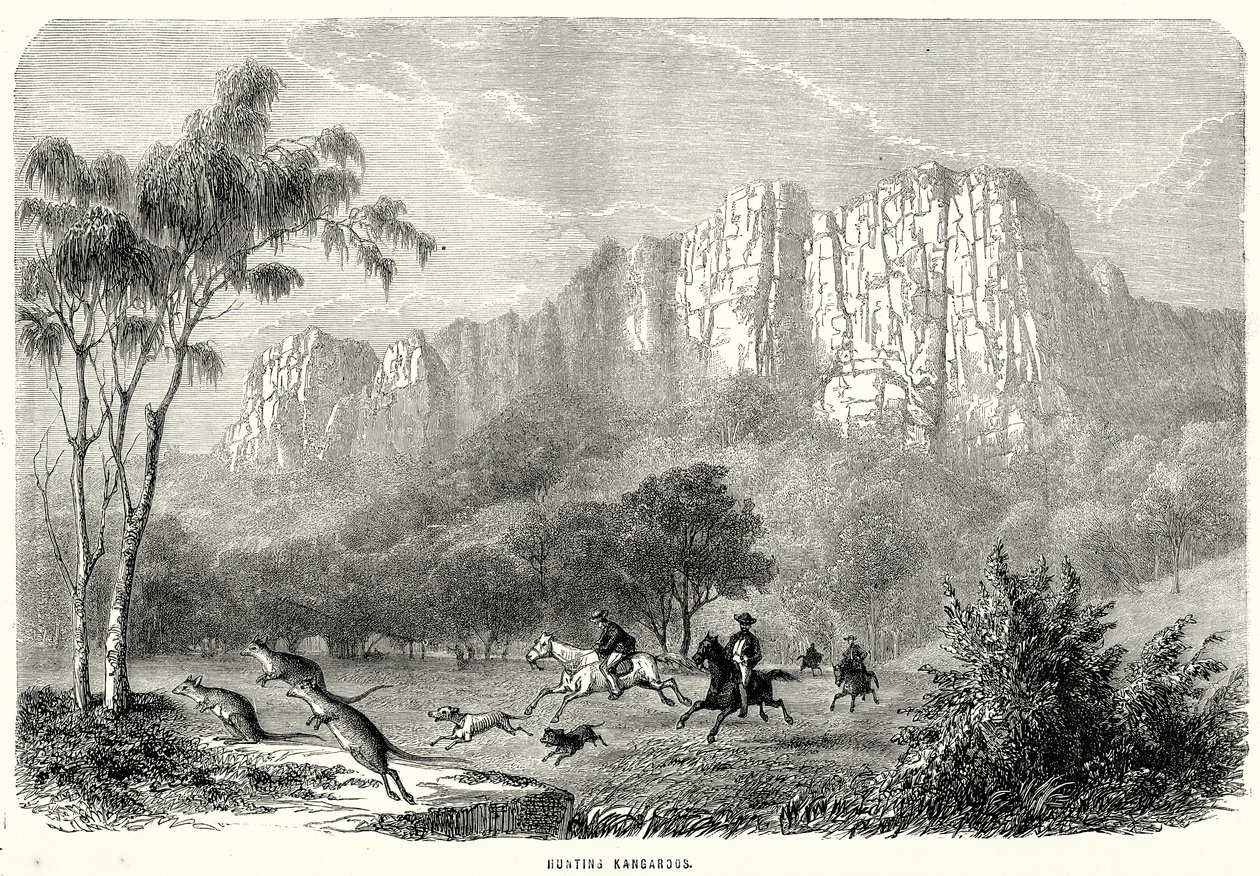 Chasse aux kangourous (gravure) - English School