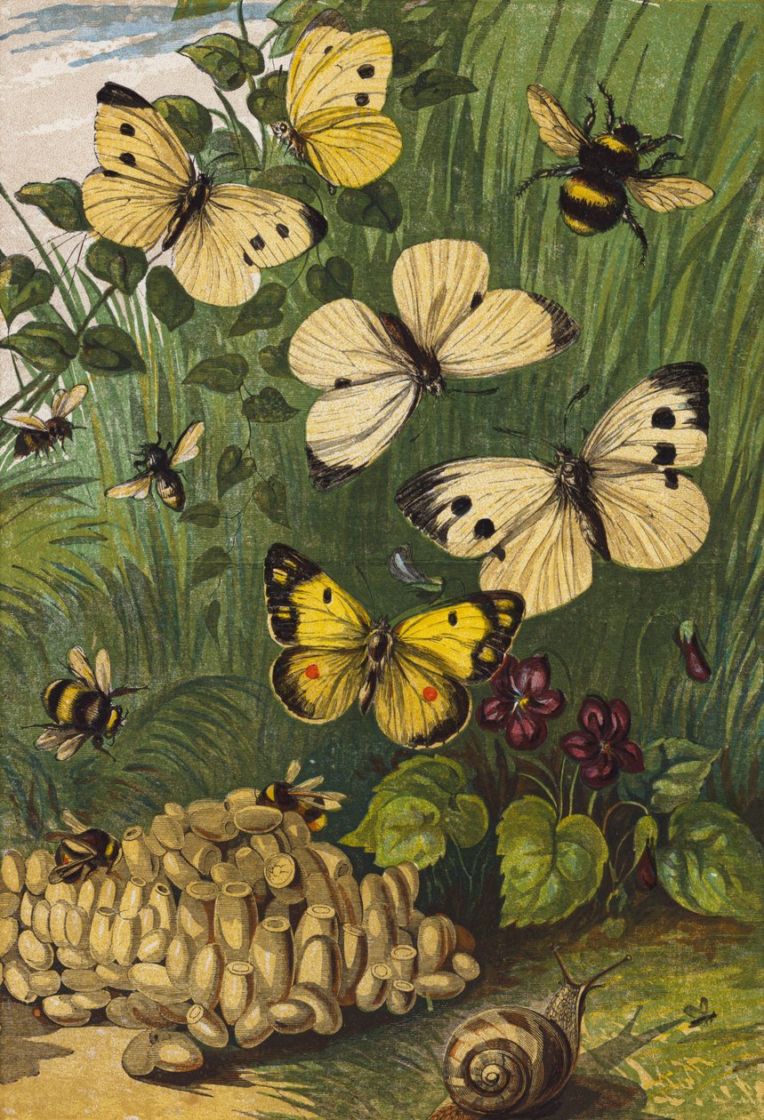 Insectes (lithographie couleur) - English School