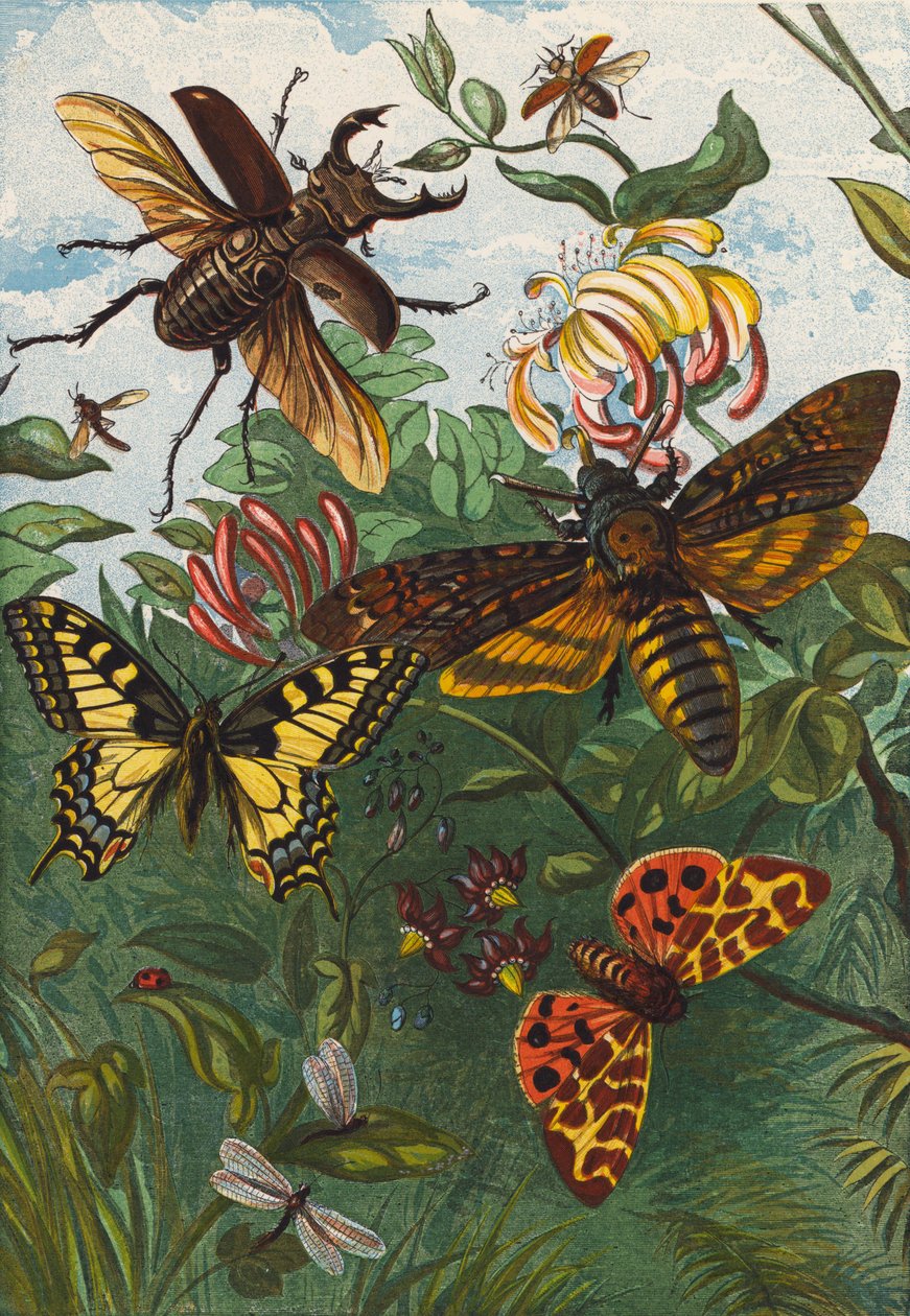 Insectes (lithographie couleur) - English School