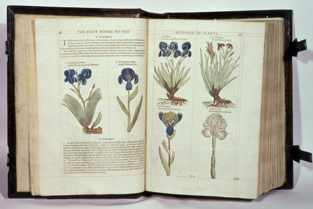 Iris (Fleurs de lys), six variétés de 