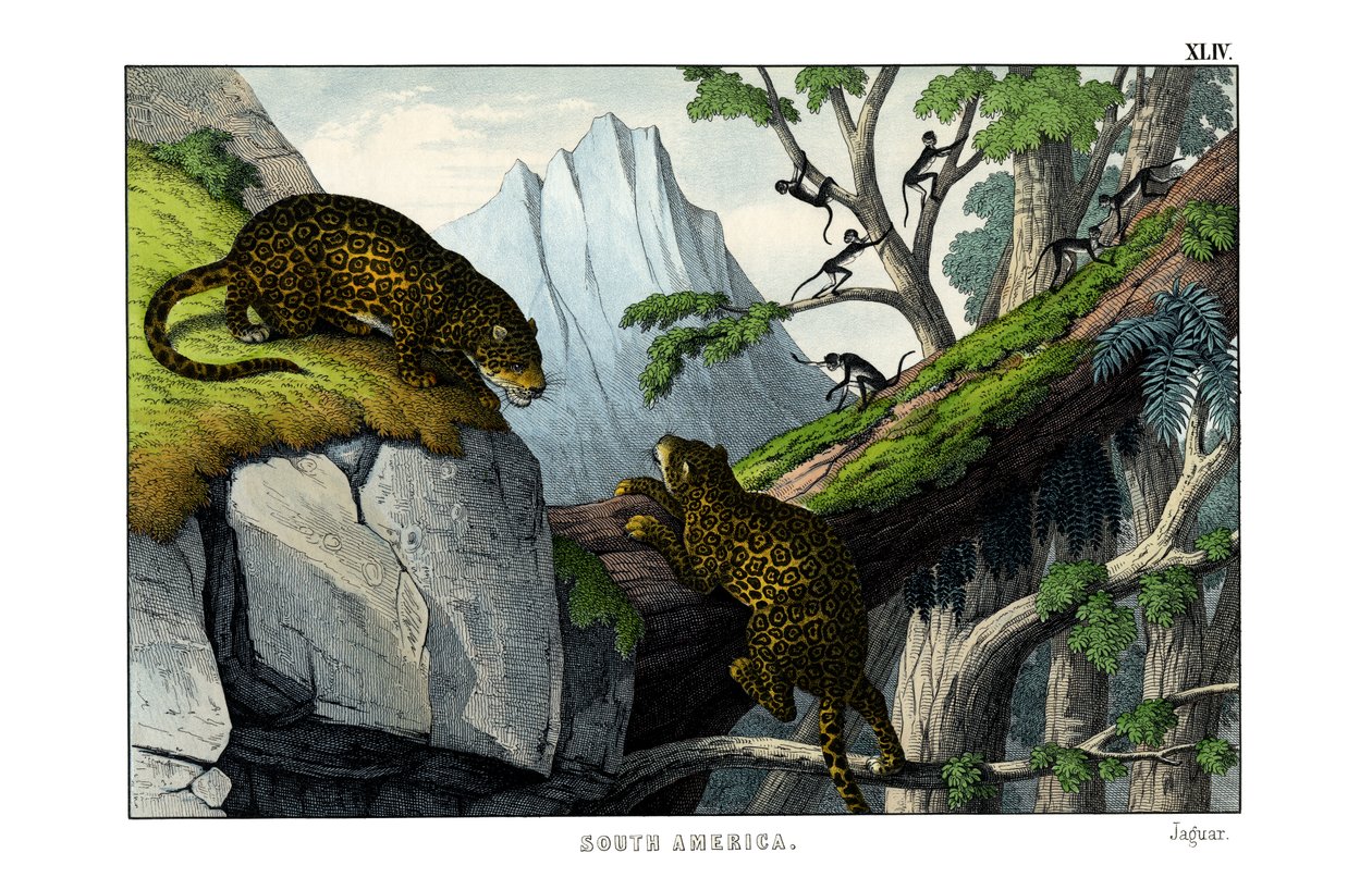 Jaguar - English School