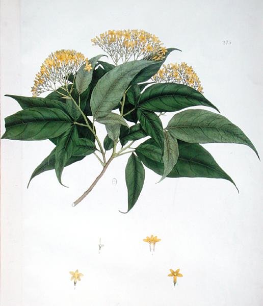 Jasminum Heterophyllum - English School