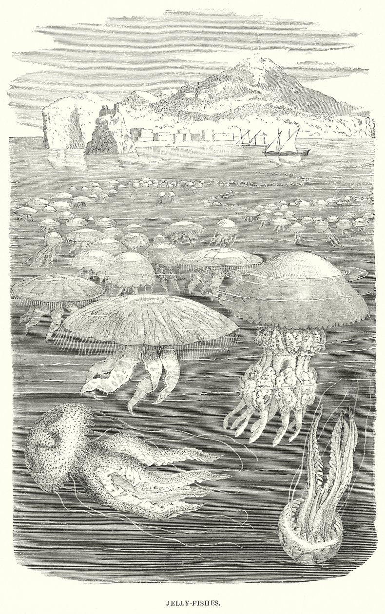 Méduses (gravure) - English School