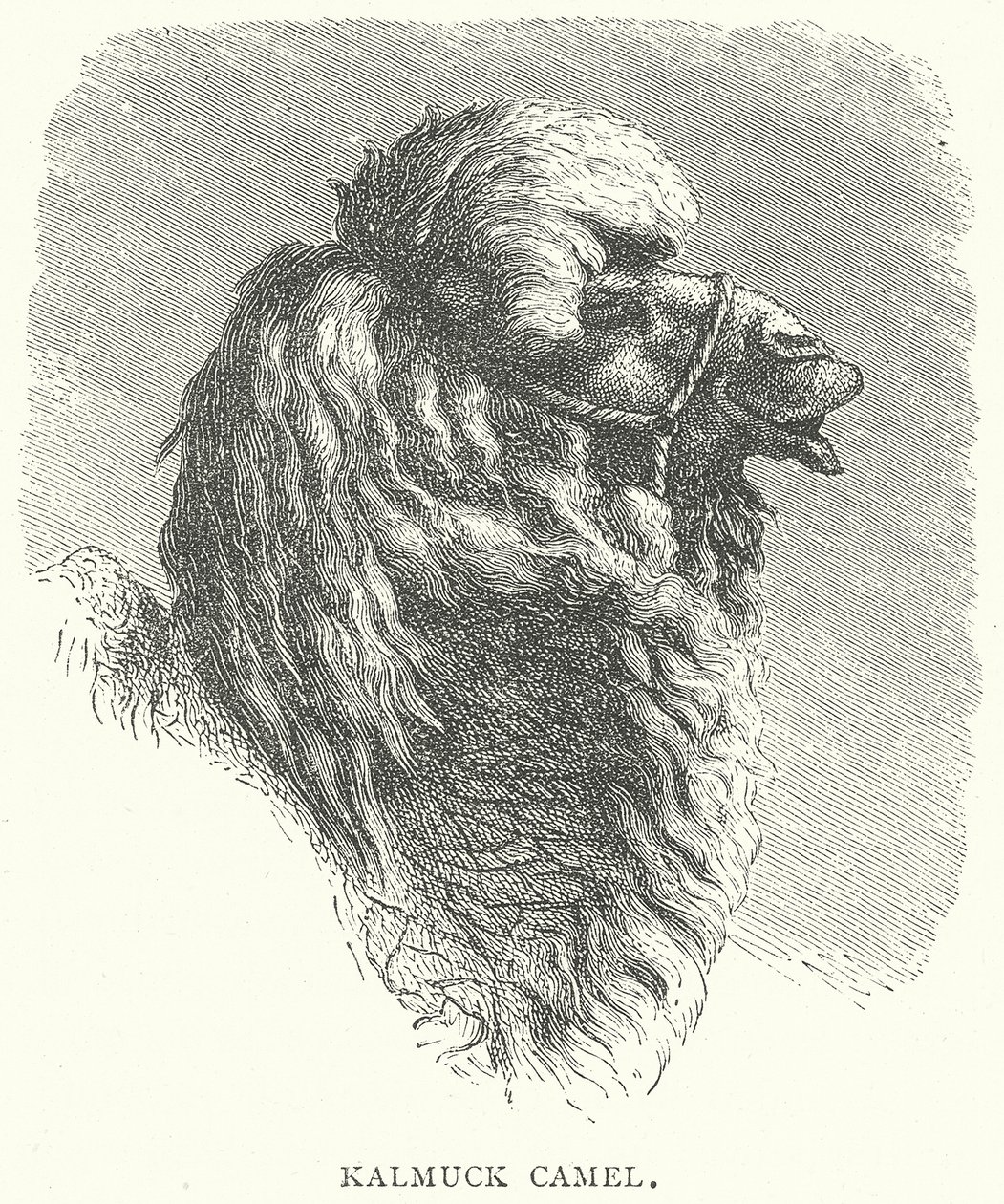 Chameau Kalmuck (gravure) - English School