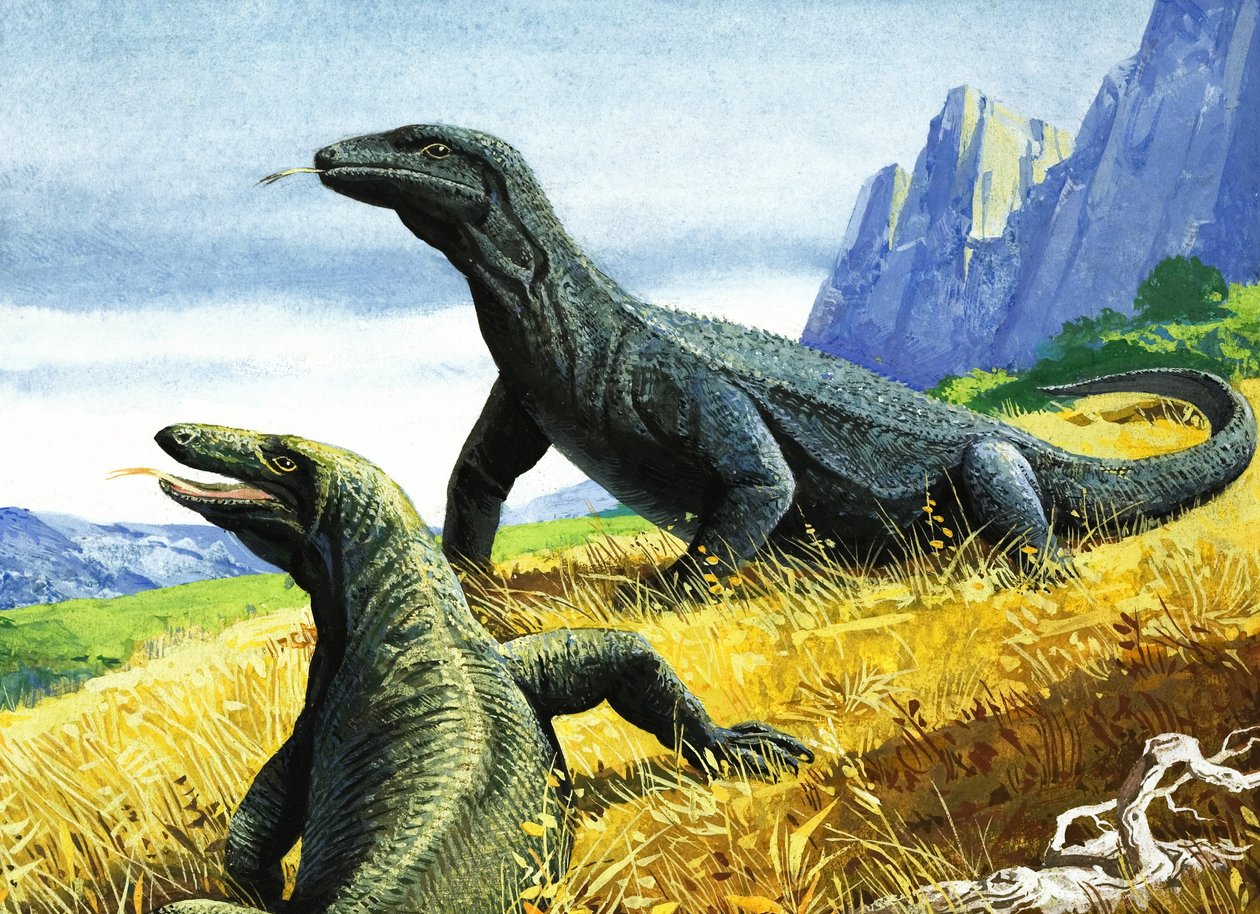 Dragon de Komodo (gouache sur papier) - English School