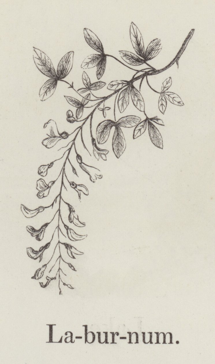 Laburnum (gravure) - English School