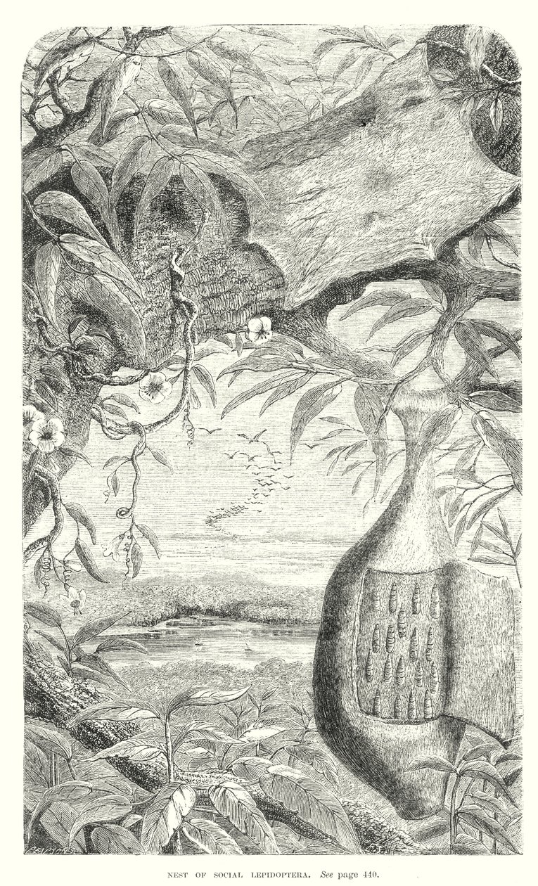 Insectes lépidoptères (gravure) - English School
