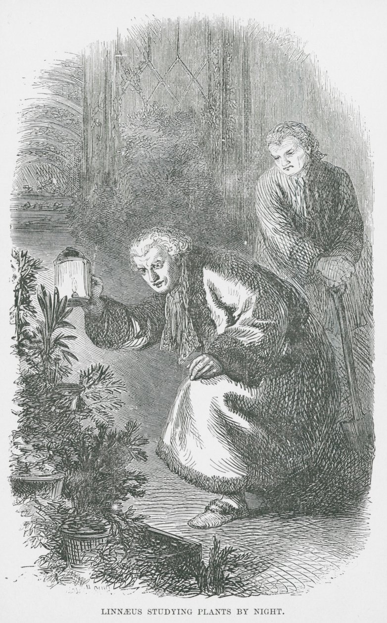 Linné étudiant les plantes de nuit (gravure) - English School