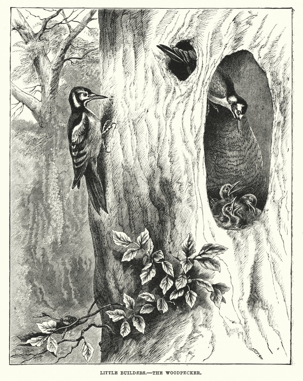 Les petits bâtisseurs, le pic (gravure) - English School