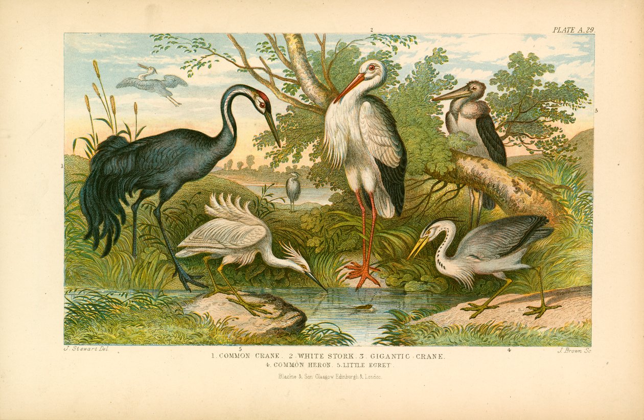 Oiseaux à longues pattes (lithographie couleur) - English School