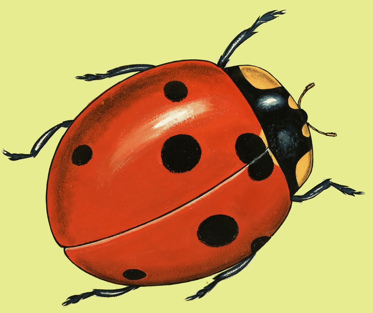 Veiller sur les coccinelles - English School