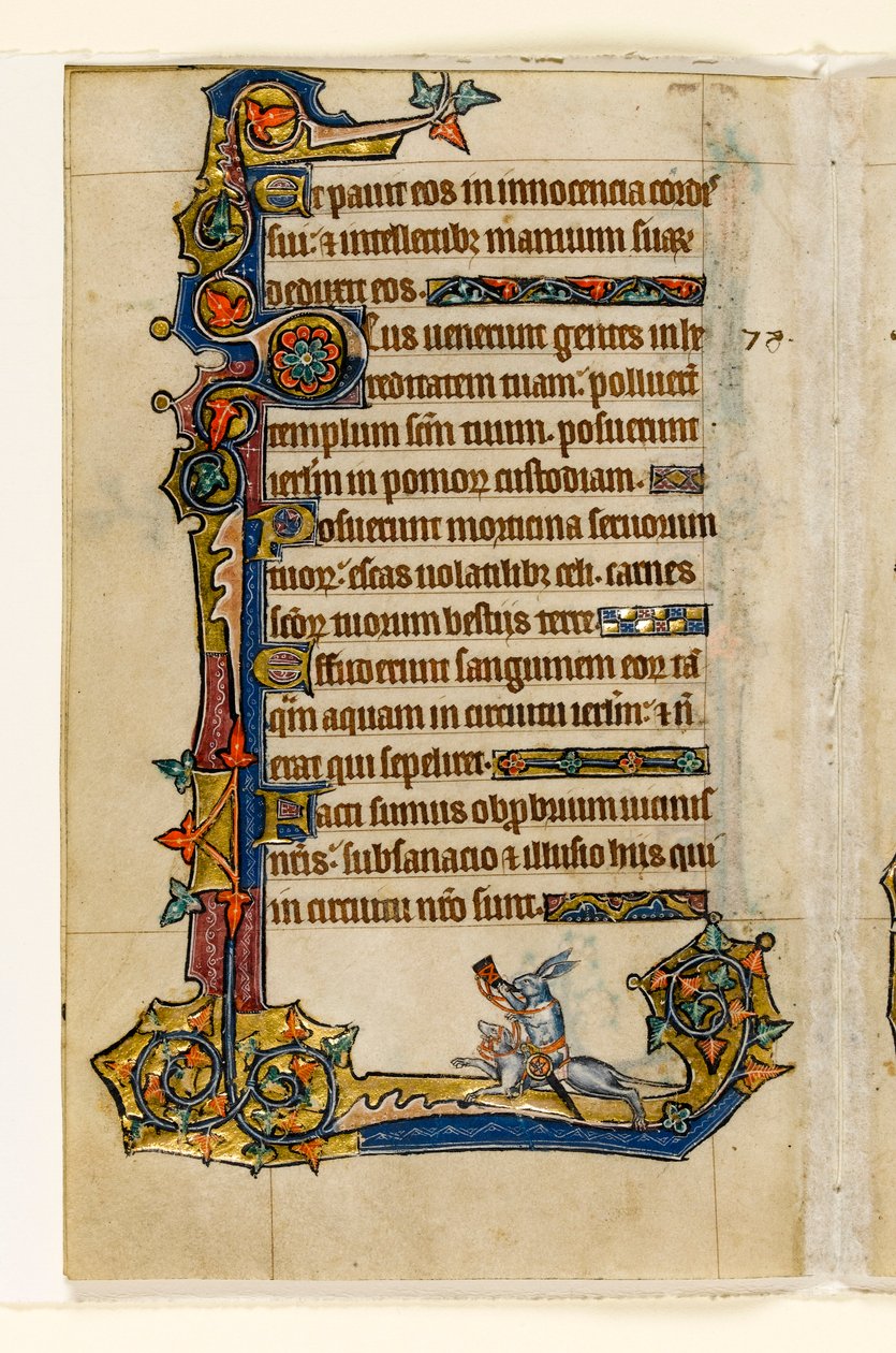 Un lapin chevauchant un chien, chasse, décoration marginale du Psautier de Macclesfield, Usage de Sarum, East Anglia, vers 1330 - English School