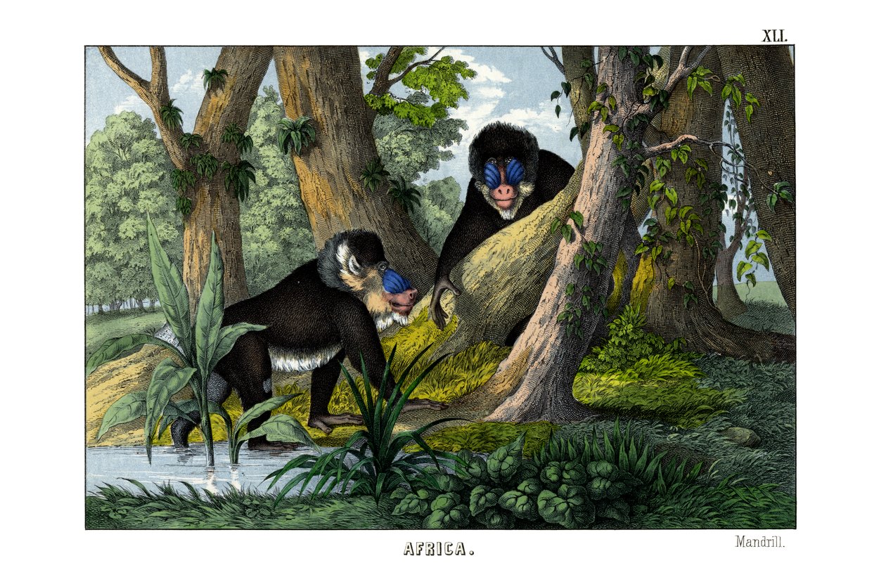 Mandrill - English School