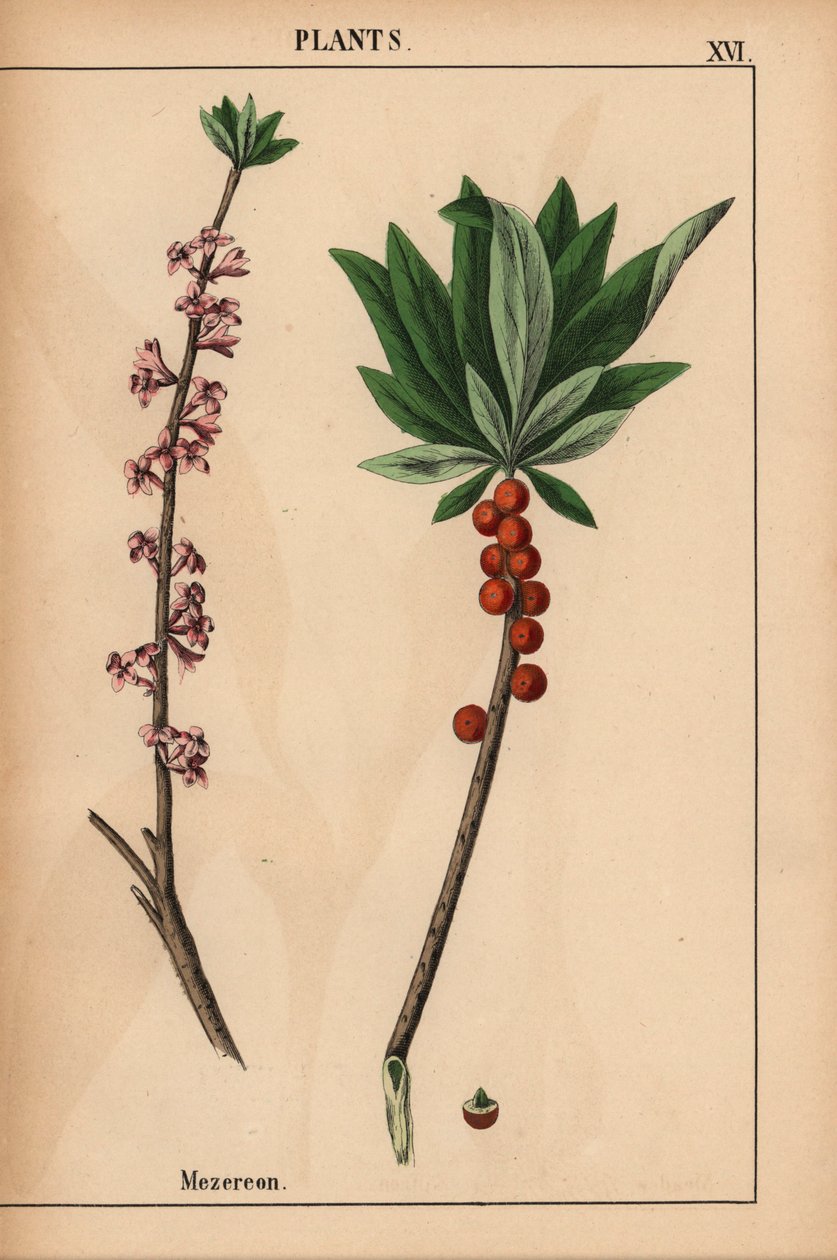 Mézéréon avec des baies rouges et des fleurs roses, de 