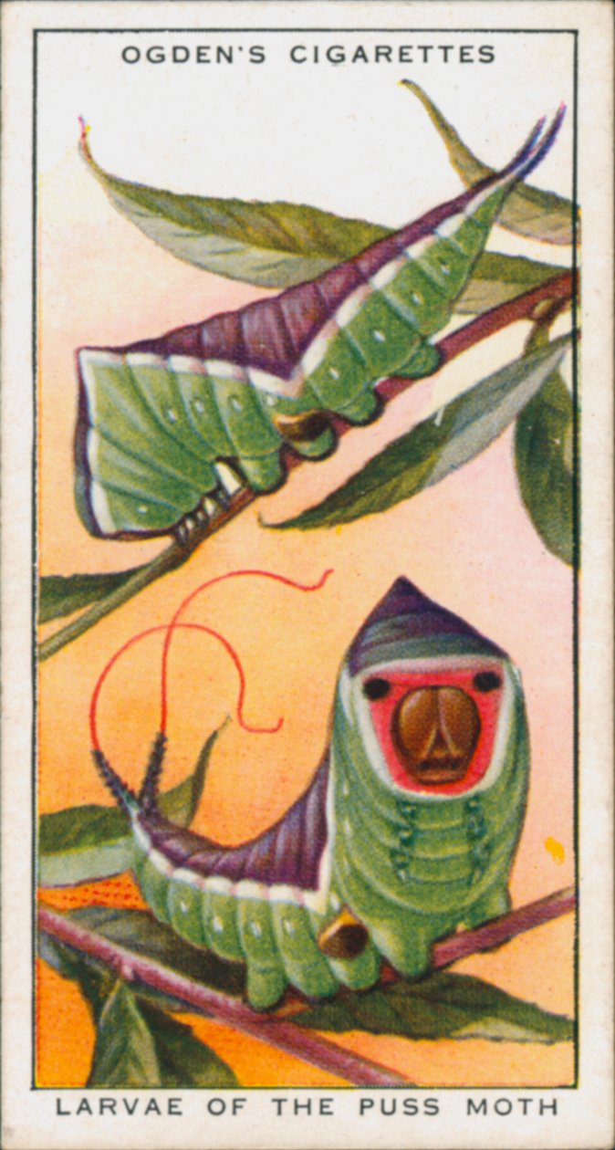 Le mimétisme pour se protéger, les insectes, les larves de la teigne (litho couleur) - English School