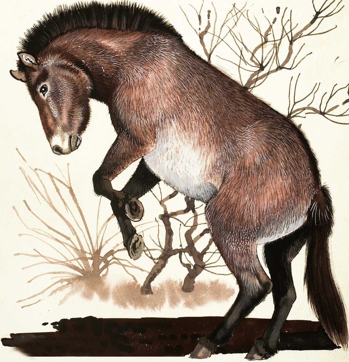Cheval sauvage de Mongolie - English School