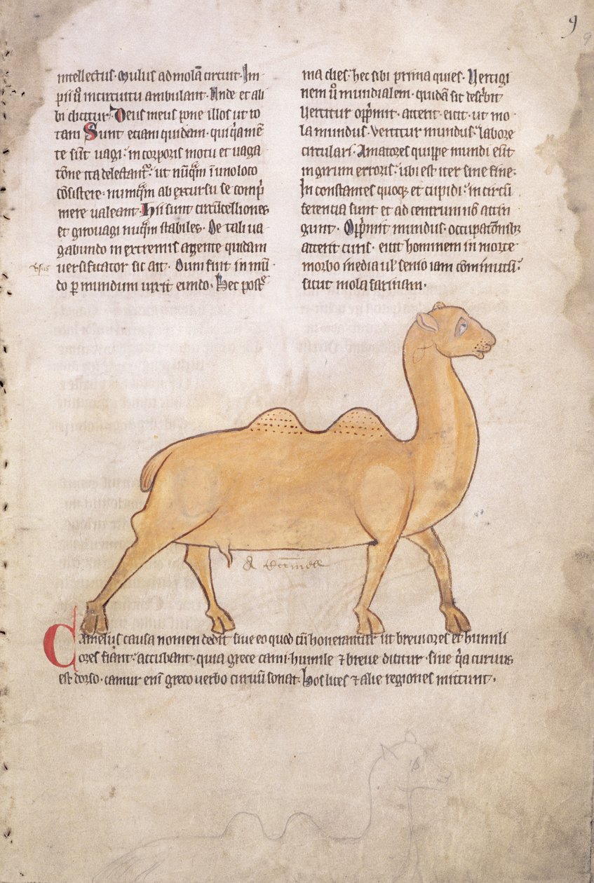 Ms.254 f.9r Camel from a bestiary in Latin, English, early 13th century (manuscript) - English School