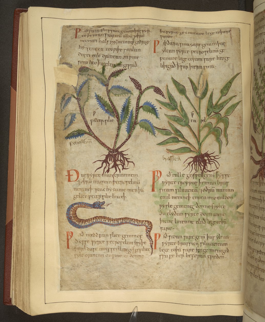 Illustrations de Petersilie, Cawel et un serpent, d