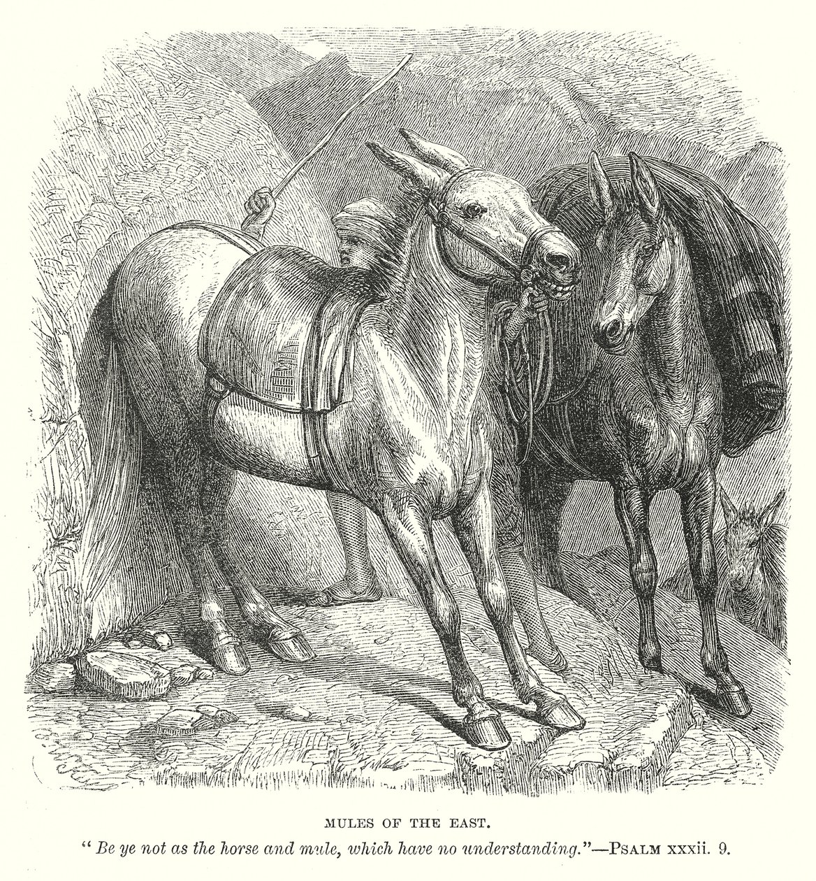 Mules d