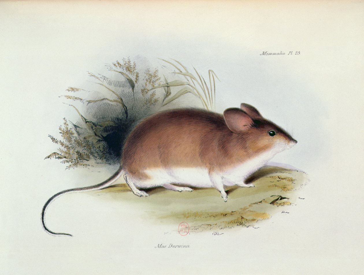 Mus Darwinii, illustration de La Zoologie du Voyage du H.M.S. Beagle, 1832-36, par Charles Darwin (1809-92), 1840 - English School