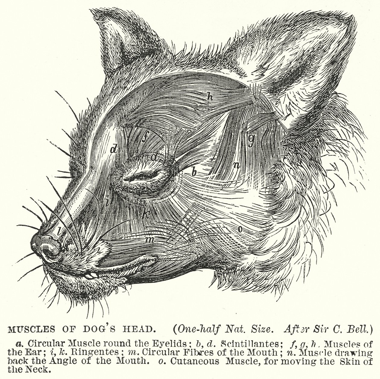 Muscles de la tête de chien (gravure) - English School