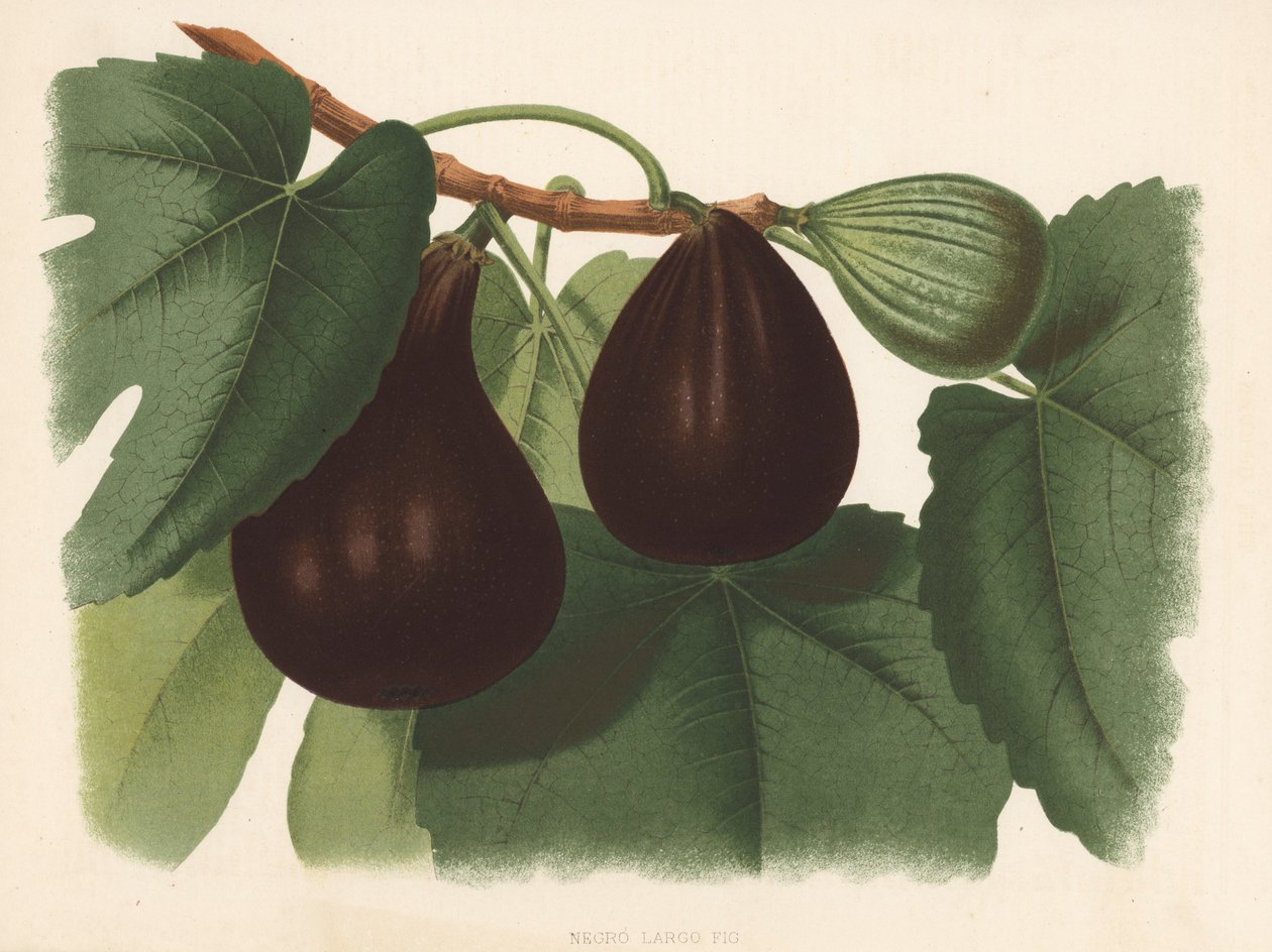 Grande figue noire (litho couleur) - English School
