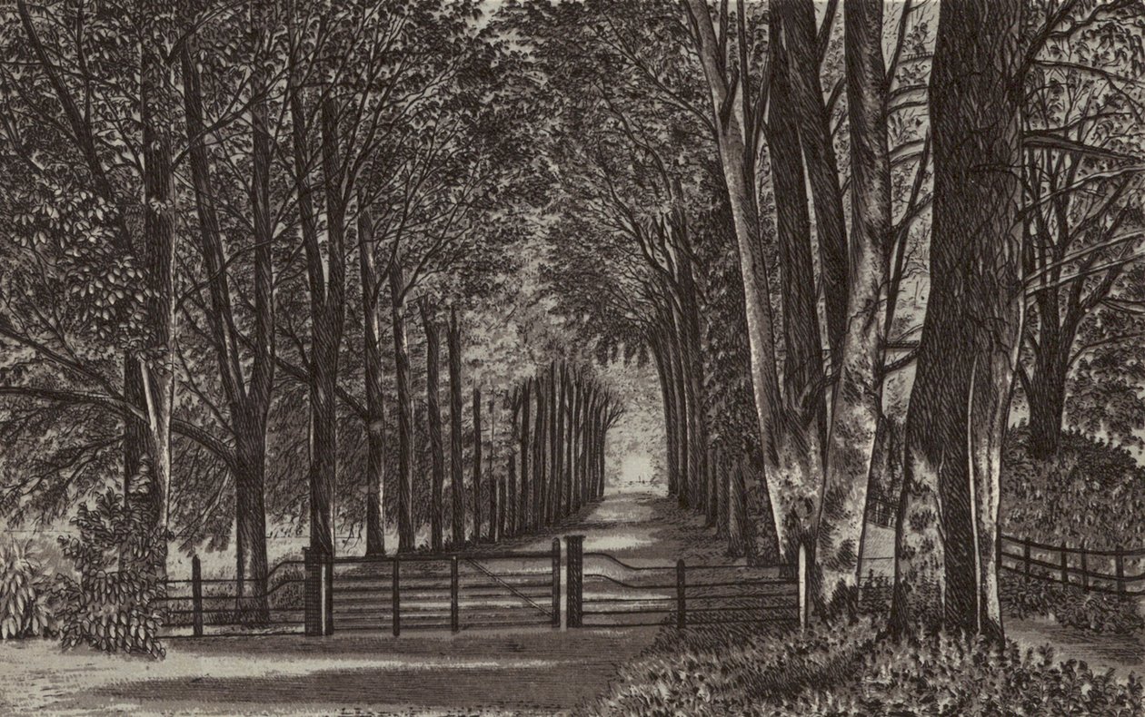 Newbury : Avenue, Highclere Park (litho) - English School