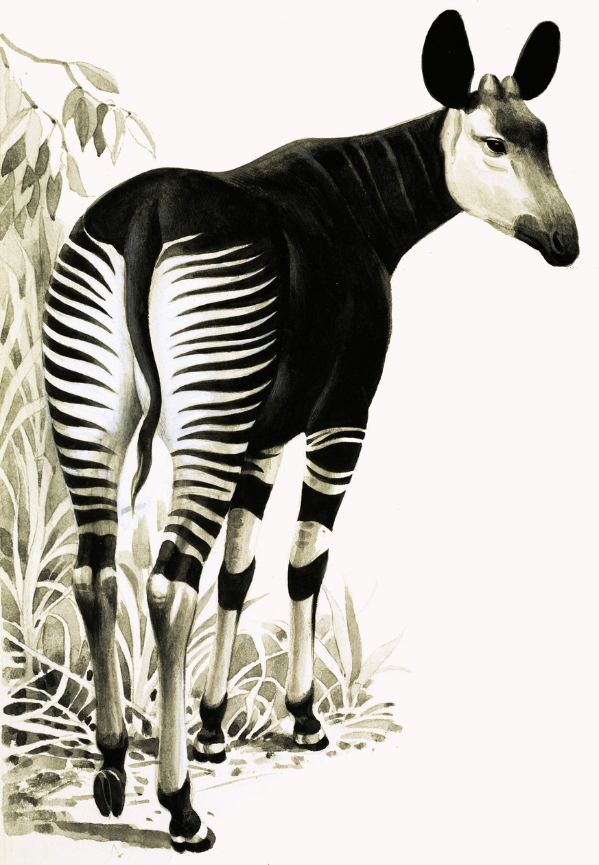 Okapi - English School