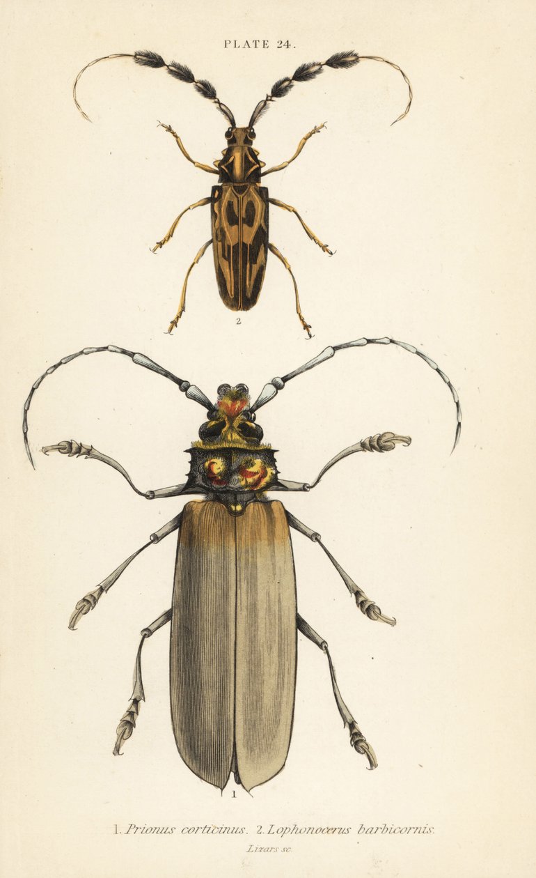 Orthomegas cinnamomeus Prionus corticinus 1, et Batus barbicornis, Lophonocerus barbicornis 2 - English School