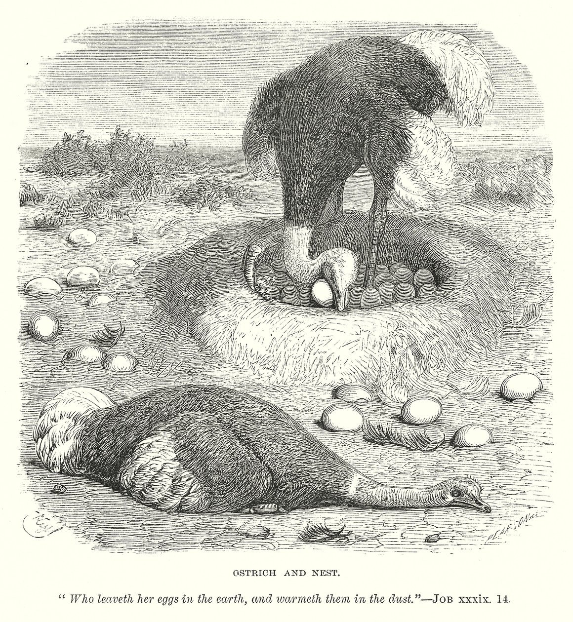 Autruche et nid (gravure) - English School