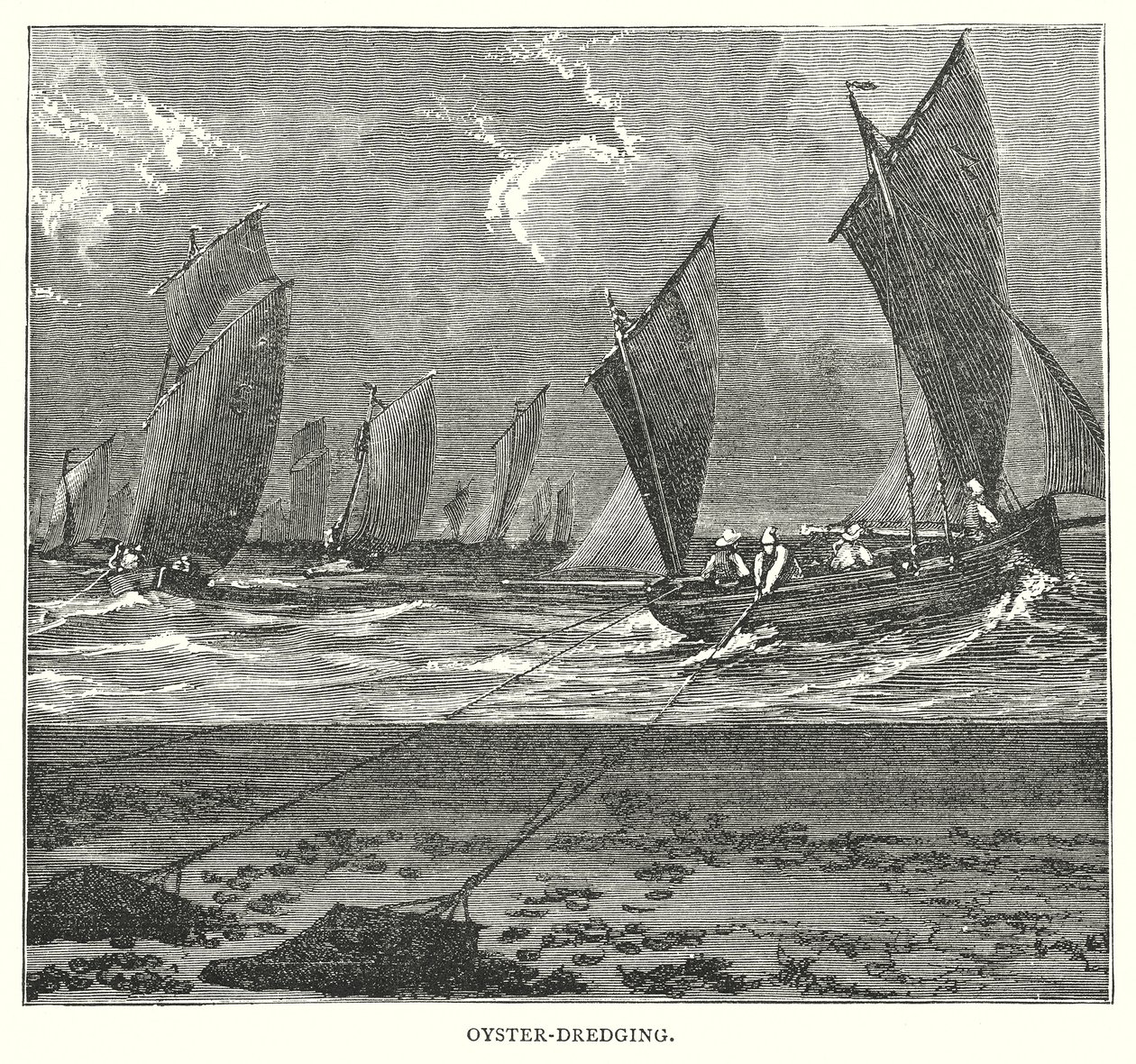 Dragage des huîtres (gravure) - English School