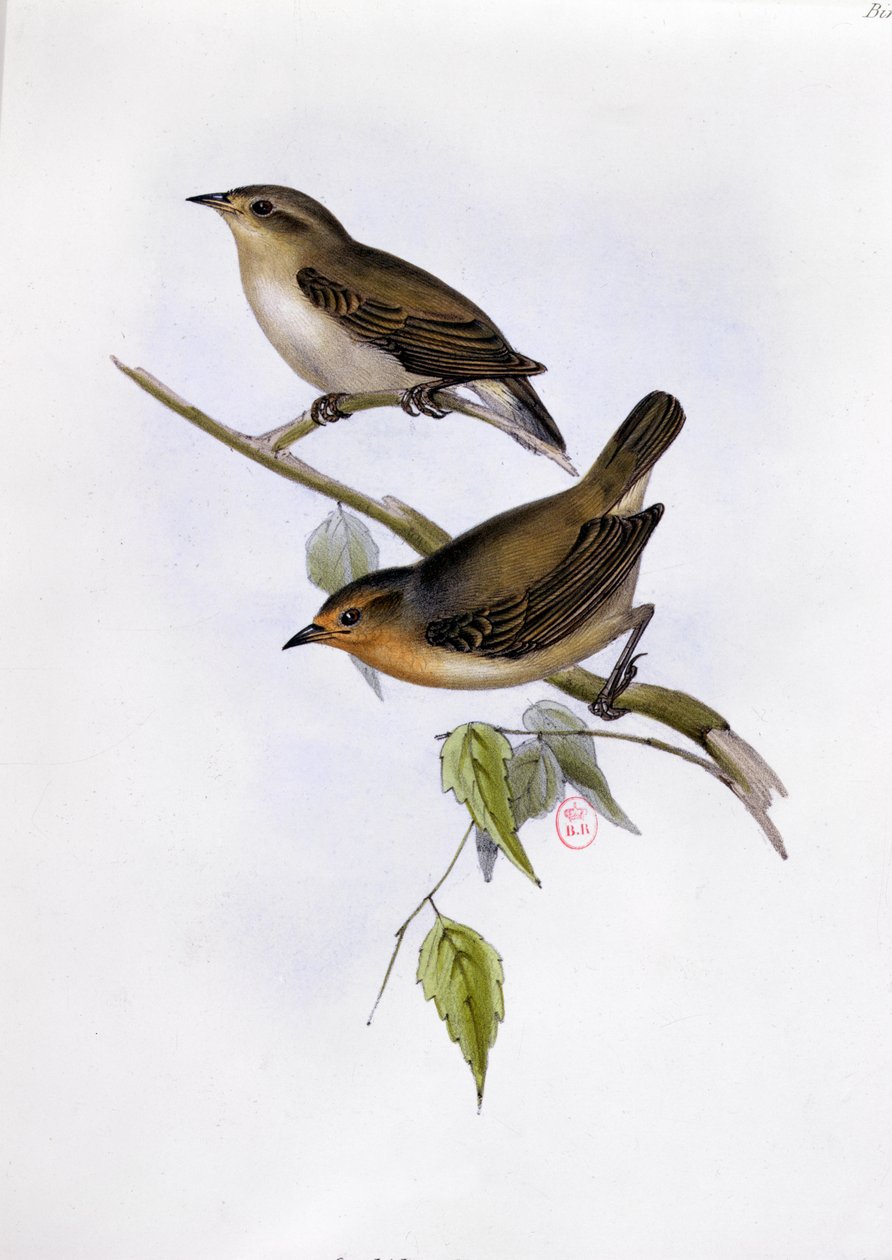 Paire de Certhidea Olivacea, illustration de La Zoologie du Voyage du H.M.S. Beagle, 1832-36, par Charles Darwin (1809-92), 1840 - English School