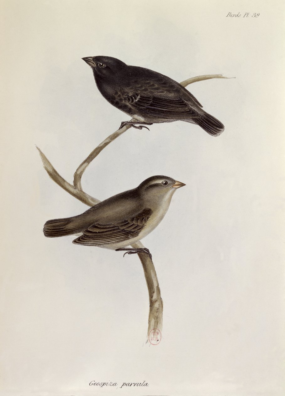 Paire de Geospiza Parvula, illustration de La Zoologie du Voyage du H.M.S. Beagle, 1832-36, par Charles Darwin (1809-92), 1840 - English School