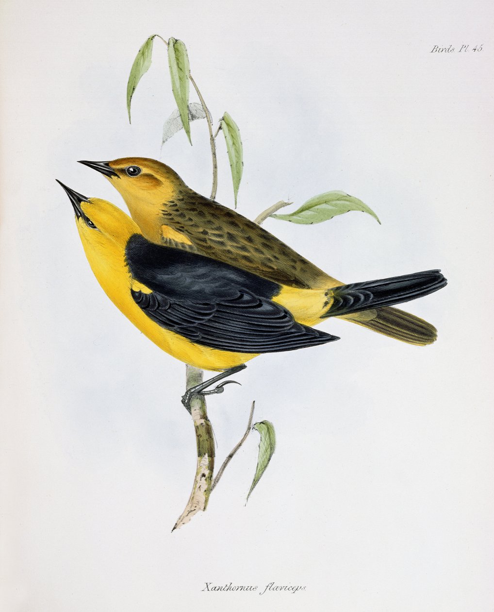 Paire de Xanthornus Flaviceps, illustration de La Zoologie du Voyage du H.M.S. Beagle, 1832-36, par Charles Darwin (1809-92), 1840 - English School