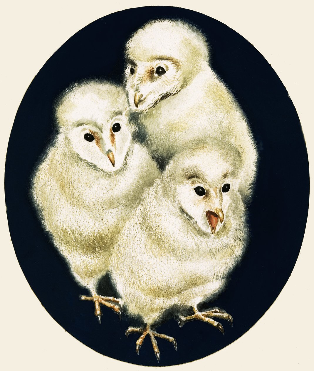 Peeps at Nature : Poussins de chouettes - English School