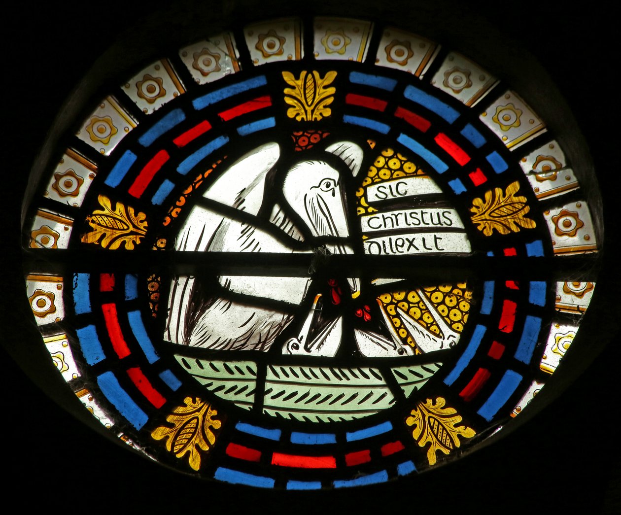 Pélican nourrissant ses petits - English School