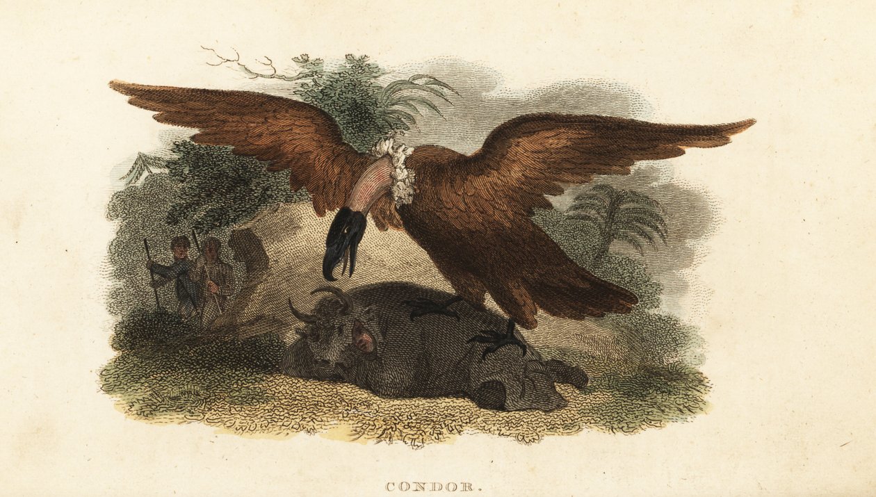 Homme péruvien portant une peau de vache pour attirer un condor - English School