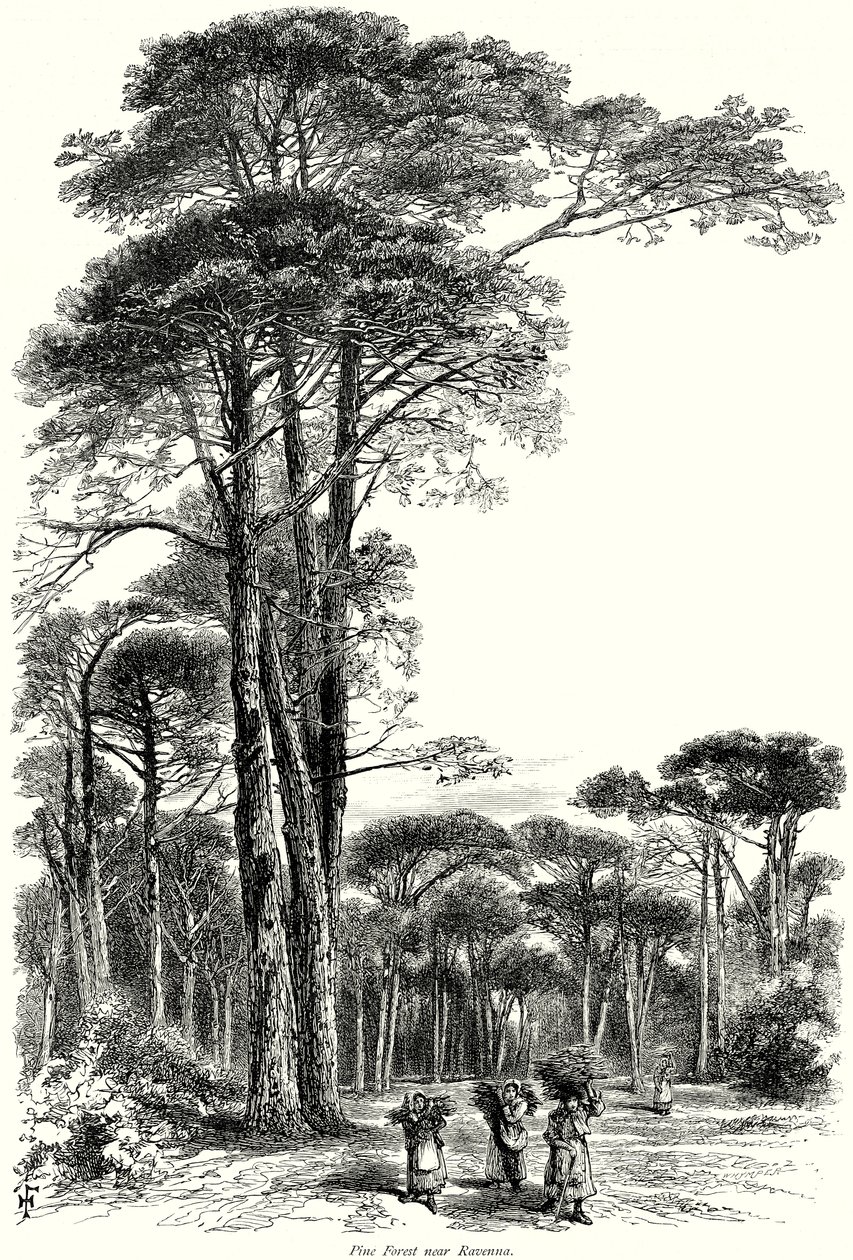 Forêt de pins près de Ravenne (gravure) - English School