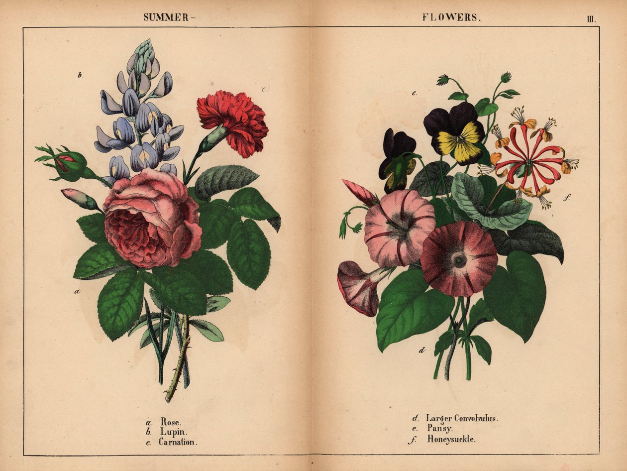 Rose chou rose, lupin bleu, œillet écarlate, grand convolvulus violet, pensée violette et jaune, et chèvrefeuille rose et orange, de 