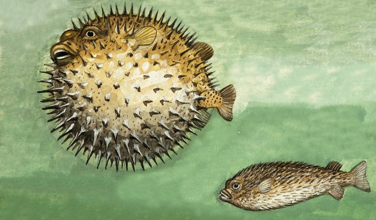 Poisson porc-épic - English School