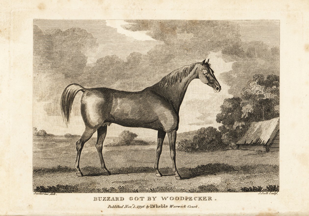 Portrait du cheval de course champion Buzzard par Woodpecker - English School