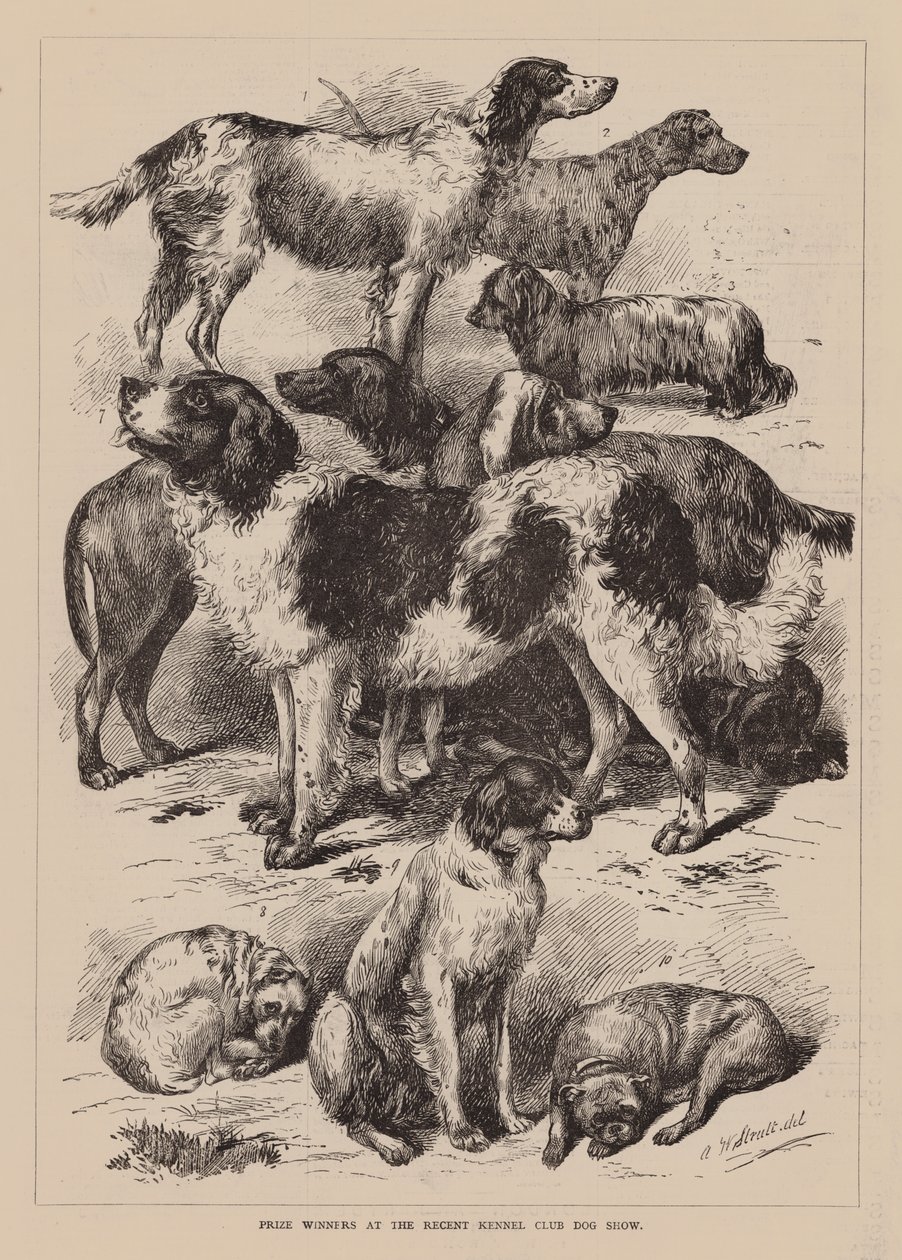 Gagnants des prix à la récente exposition canine du Kennel Club (gravure) - English School