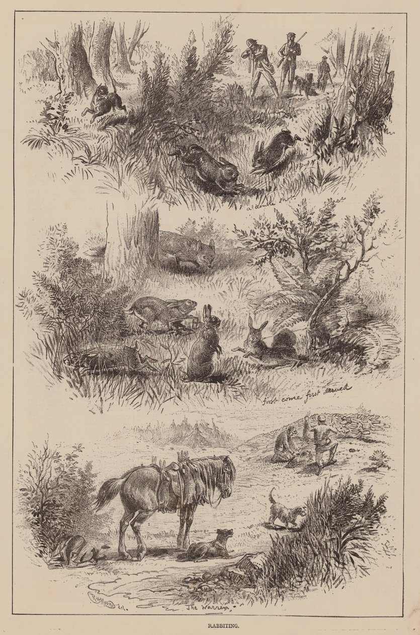 Lapin (gravure) - English School
