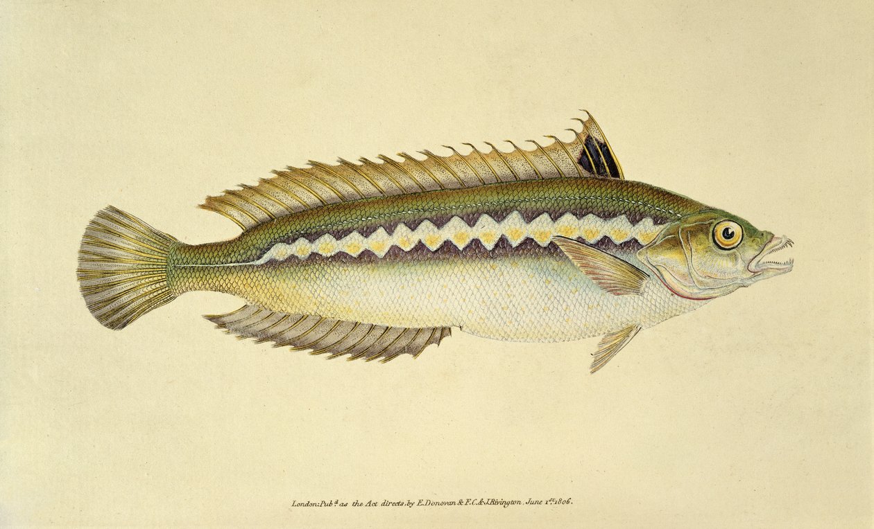 Rainbow Wrasse, Pl.96 de "The Natural History of British Fishes", publié par E. Donovan et F.C.  J. Rivington. - English School