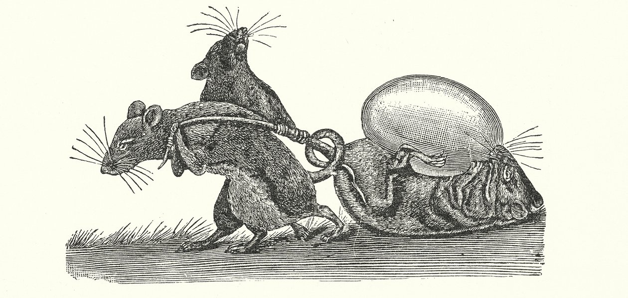Rats rapportant un œuf à la maison (gravure) - English School