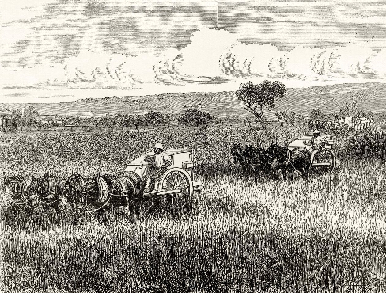 Moisson à South Adelaide, c.1880, de 
