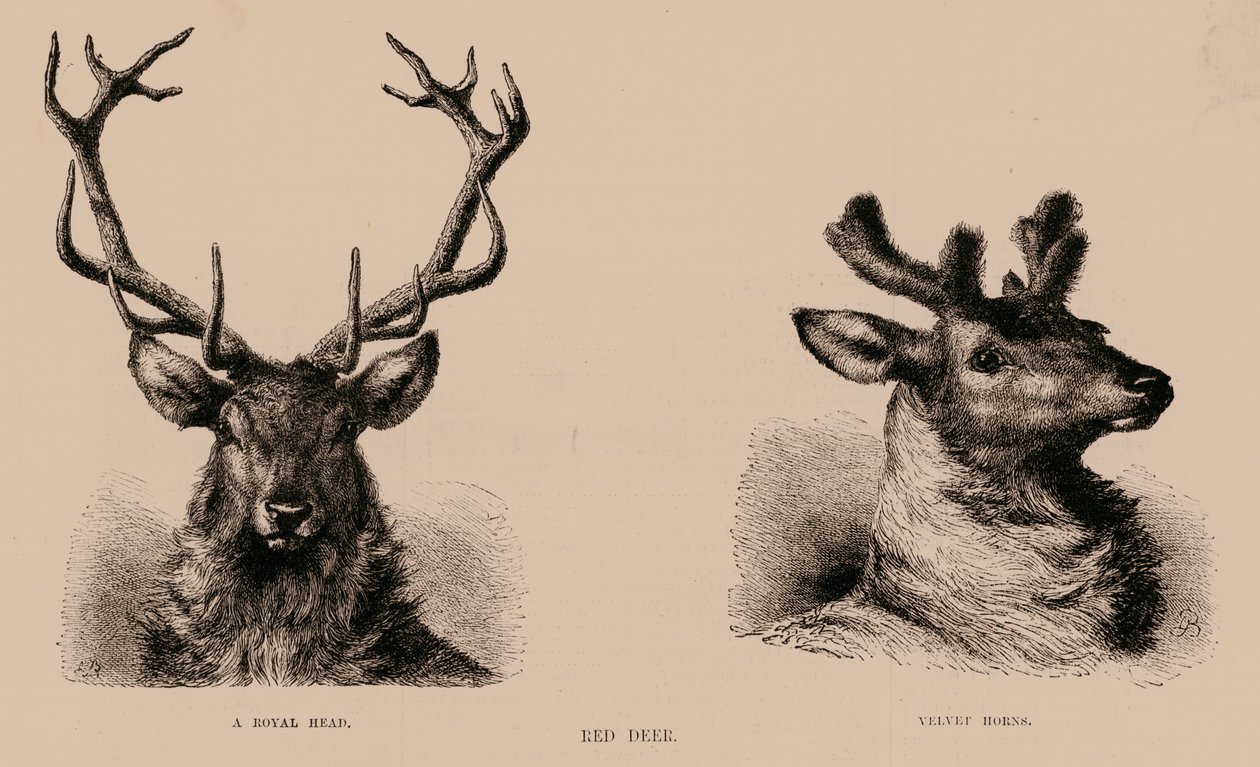 Red Deer (gravure) - English School