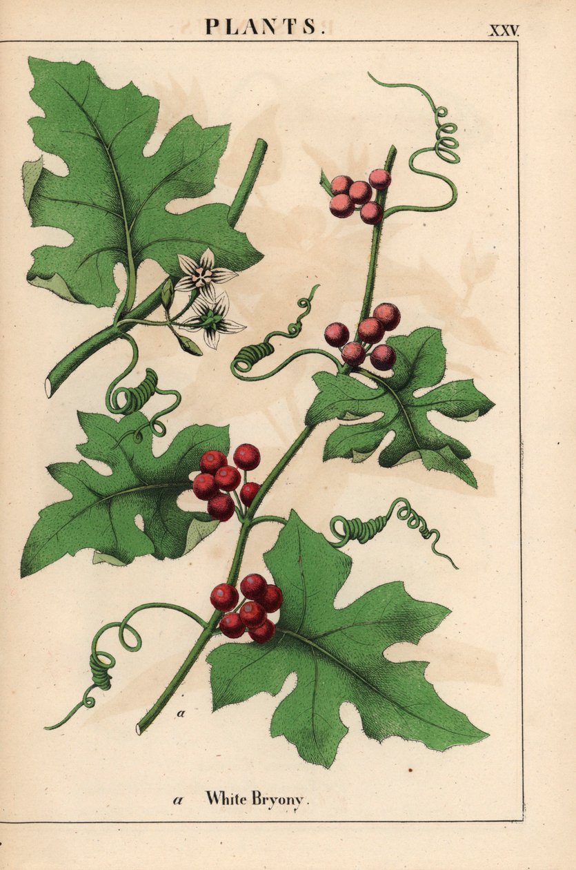 Bryone rouge avec baies rouges. Bryonia dioica, de 